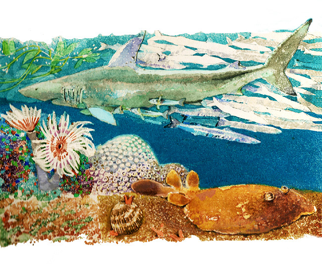 En esta imagen se ven diferentes tipos de peces, una mantarraya, moluscos, plantas acuticas. Todo esto puede vivir flotando en el mar. 