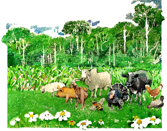 En esta imagen vemos un campo lleno de flores y plantas. Adems hay un ceb, una vaca, un guajolote, gallinas, un cerdo, un borrego, una cabra.