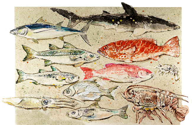 En esta imagen hay distintos tipos de peces de los que consumimos: mojarras, huachinangos, cazn, mero, atn, lisa, robalo y sardina.
