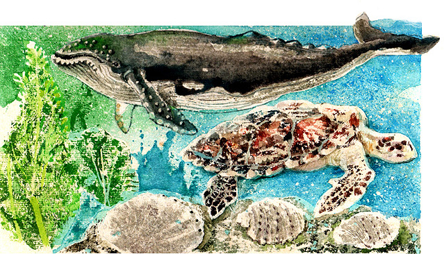 En esta imagen se ven adems de plantas acuticas, caracoles y conchas. Una ballena y una tortuga. Lamentablemente existen muchos animales marinos en riesgo de desaparecer ejemplo de esto son estas especies.