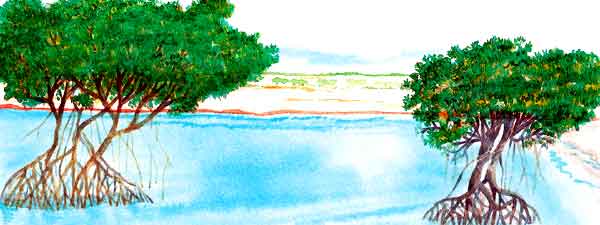 En esta imagen se ven dos árboles con frondoso follaje.