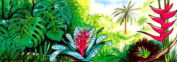 En esta imagen vemos una parte de una selva. Mucha vegetación y flores exóticas.