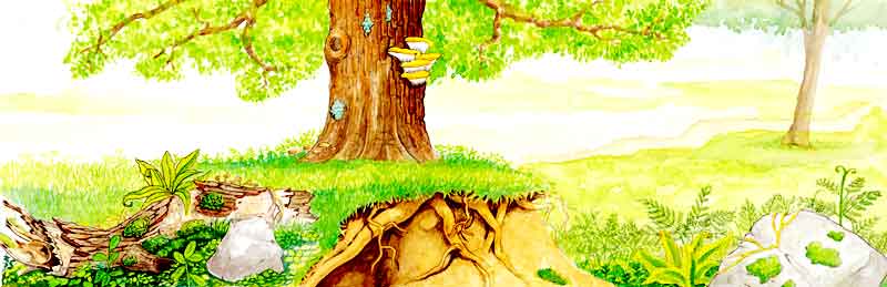 En esta imagen vemos un bosque. Los árboles protegen a otras plantas pequeñas para que no reciban el sol por completo. También se ven las raíces de los árboles, estas son muy fuertes, esto hace que presionen la tierra y así cuando llueve no la arrastre.