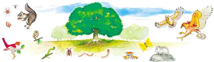 En esta imagen se ve a lo lejos un gran árbol. Al rededor una araña, una bellota, una ardilla, un pájaro, un gusano, una mariposa, un ratón, un búho y una águila. Tienes que hacer la cadena alimenticia.