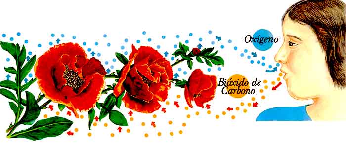 En esta imagen vemos una niña respirando oxígeno y exhalando bióxido de carbono.