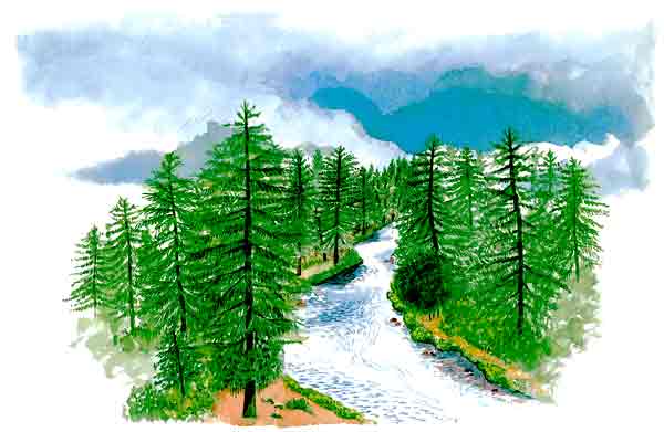 En esta imagen vemos un bosque de pinos nevados.