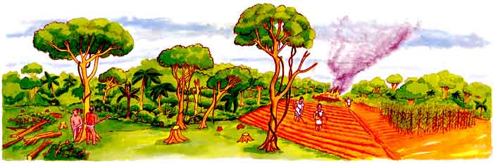 En esta imagen podemos ver cómo las antiguas civilizaciones en México sembraban. En algunas zonas como el sureste donde hay mucha selva, tiraban algunos árboles, prendían fuego a los troncos para enriquecer la tierra y ahí cultivaban.