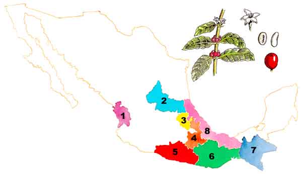 En esta imagen vemos el mapa de la República mexicana, señalando la ubicación de Nayarit, San Luis Potosí, Hidalgo, Puebla, Guerrero, Oaxaca, Chiapas y Veracruz, principales productores de café.