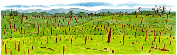 En esta imagen se ve cómo quedan los bosques de credros y caobas. La tala inmoderada lo único que provoca es que casi no haya  este tipo de árboles.