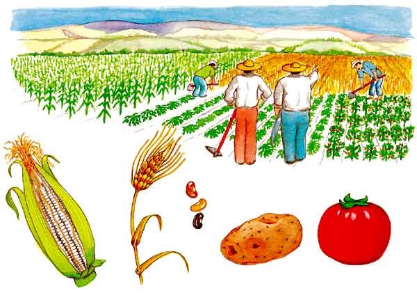 En esta imagen se ven a unos campesinos trabajando la tierra. En México se siembra maíz, trigo, frijol, papa, jitomate.