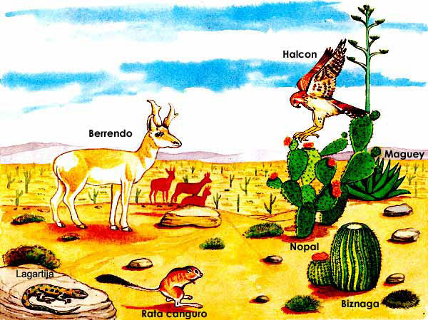 En esta imagen vemos en un paisaje desértico un berrendo, un halcón, nopal, biznaga, rata canguro, lagartija, maguey.