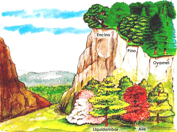 En esta imagen se ve en un bosque un Encino, Pino, Oyamel, Liquidambar y un Aile.