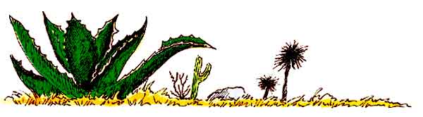 En esta imagen hay unos matorrales desérticos, unos cactus y un maguey.