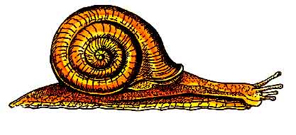 En esta imagen vemos un caracol.