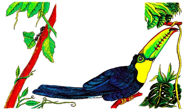 En esta imagen vemos un tucán en unas ramas.