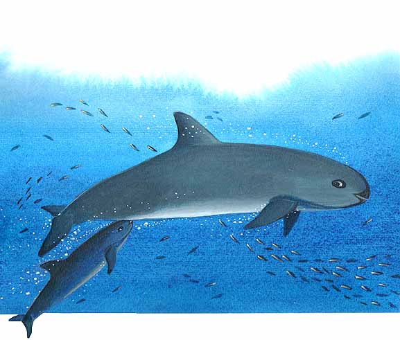 En esta imagen vemos una vaquita hembra con su cría. Las vaquitas se amamantan hasta los seis u ocho meses.