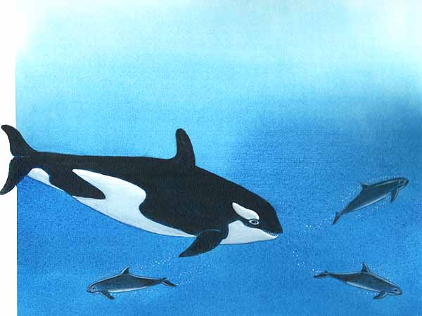 En esta imagen vemos ballenas orcas y tiburones, dos de los más importantes depredadores de las vaquitas.