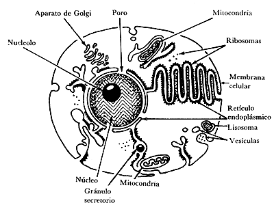 celula vegetal y sus partes. celula animal y sus partes