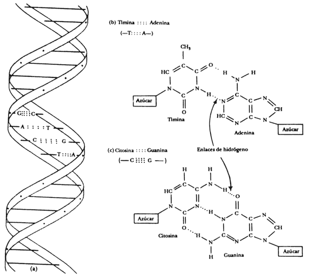 estructura del adn. hélice del ADN consiste en