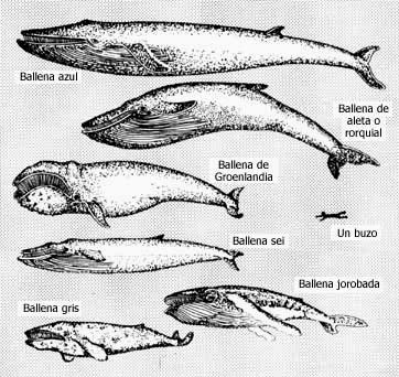 Resultado de imagen de tamaño ballenas