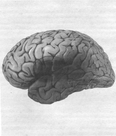 funciones del cerebro humano. El cerebro humano: ¿dónde está