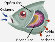 Resultado de imagen para respiracion en pez