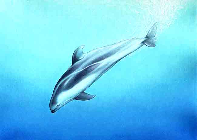 En esta imagen el delf&iacute;n est&aacute; dentro del agua. Pueden sumergirse hasta 300 metros y permanecer as&iacute; hasta veinticinco minutos.