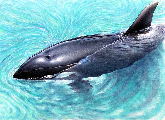 Los delfines no duermen nunca, para descansar flotan dejando sobresalir el respiradero, a este estado se le llama letargo.