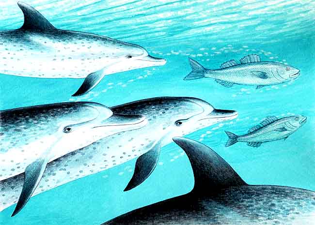 En esta imagen se ven cuatro delfines alrededor de unos peces de los cuales se alimentan. Cuando localizan a su presa nadan a su alrededor y hacen burbujas que no la dejan escapar.