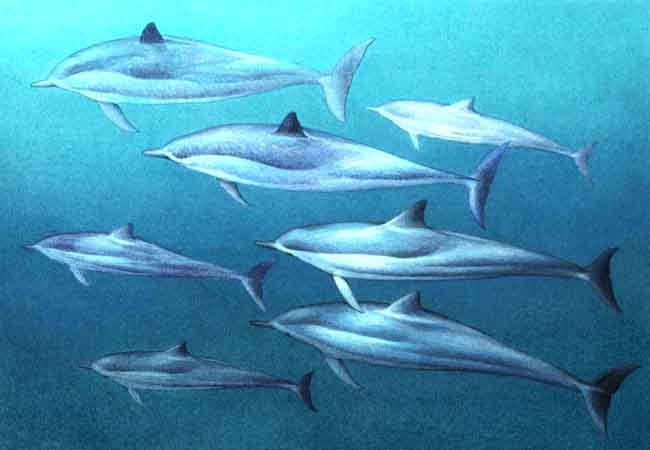 Esta es la imagen de una manada de delfines, a lo largo de su vida cambian de manada para migrar, aparearse o para buscar comida.