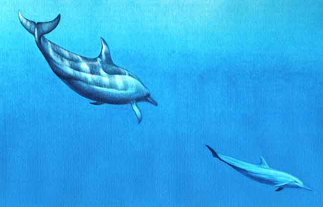 En esta imagen se ven los delfines bajo el agua. Lo sonidos que emiten bajo el agua van y si encuentran un objeto en su camino se produce un eco que regresa al animal y le hace saber a qu&eacute; distancia est&aacute;, de qu&eacute; tama&ntilde;o y forma es.