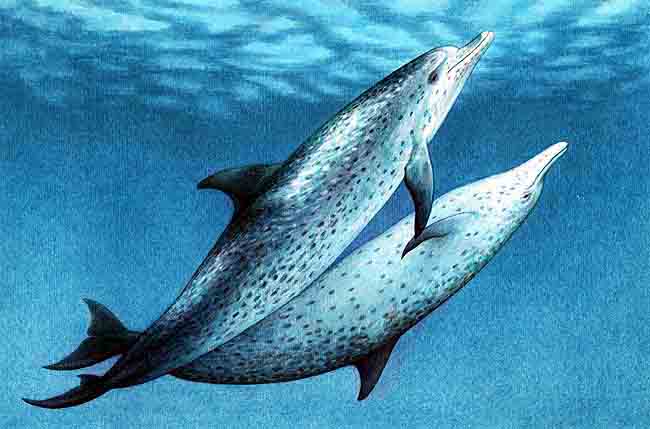 En esta imagen se ve c&oacute;mo se aparean los delfines. Despu&eacute;s de que se persiguen los delfines, se juntan, frotan sus vientres y unen as&iacute; sus &oacute;rganos sexuales.