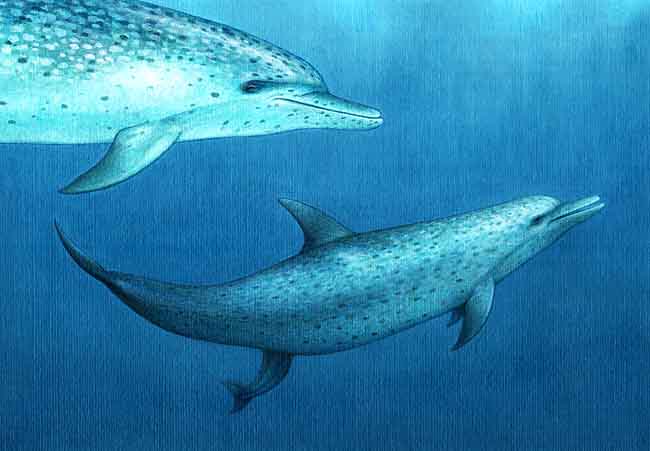 En esta imagen se ve un delf&iacute;n que acaba de nacer. Nacen de cola, despu&eacute;s de roto el cord&oacute;n umbilical salen a la superficie a respirar, si no puede, es ayudado por su madre.