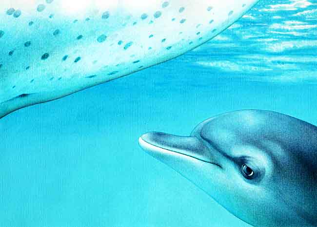 En esta imagen se ve al delf&iacute;n peque&ntilde;o junto a su madre. Al principio nada muy cerca de ella, ya que cuando siente hambre ella expulsa la leche en chorro directo a su hocico. Tomar&aacute; leche durante aproximadamente un a&ntilde;o.