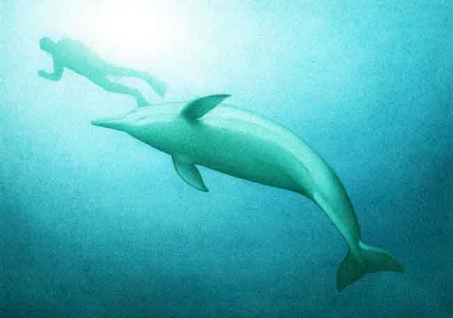 En esta imagen se ve un buzo nadando cerca de los delfines. Estos animales no le temen a los humanos, se muestran incluso amistosos.