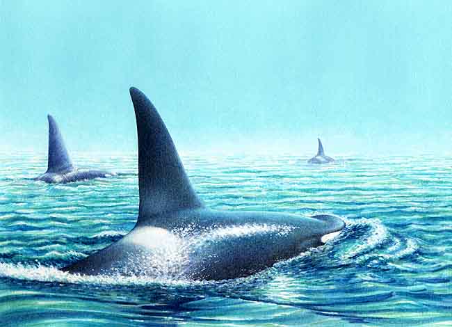 Esta es la imagen de una orca, son de color negro en el dorso y blanco en el vientre, su aleta dorsal parece un tri&aacute;ngulo. Nadan muy r&aacute;pido, nadan en grupos y son guiadas por un macho.