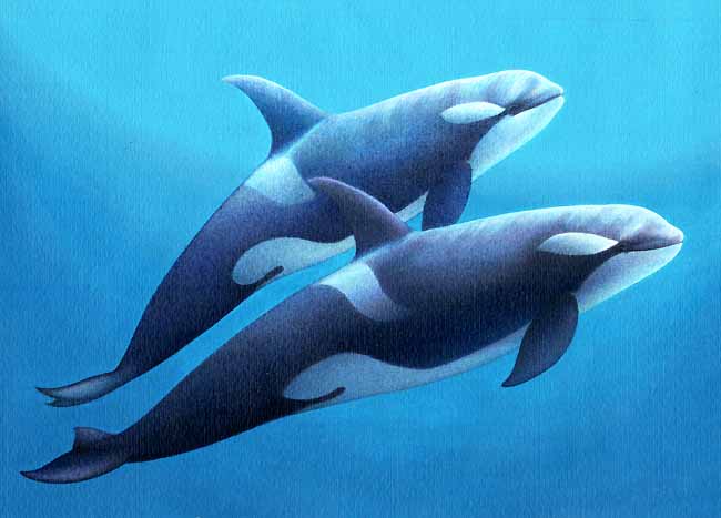 En esta imagen vemos a dos  orcas. A pesar de lo que se pueda pensar de la orca por su apariencia, son tan amistosas como todas las especies de delfines.