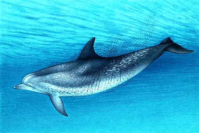 En esta imagen se ve un delf&iacute;n atrapado en una red. Como los delfines viajan sobre los card&uacute;menes de at&uacute;n, son capturados por los pescadores. Muchos, lamentablemente mueren atrapados en las redes al no poder salir a respirar.
