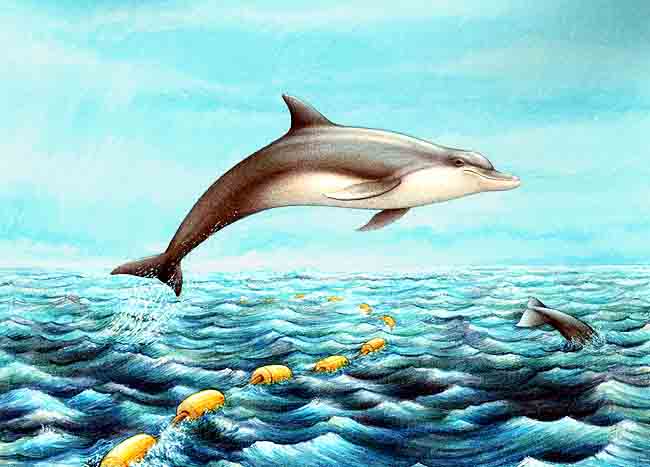 En esta imagen vemos un delf&iacute;n que ha escapado sin problema de las redes, debido a que se han tenido que implantar leyes con respecto a esta situaci&oacute;n.