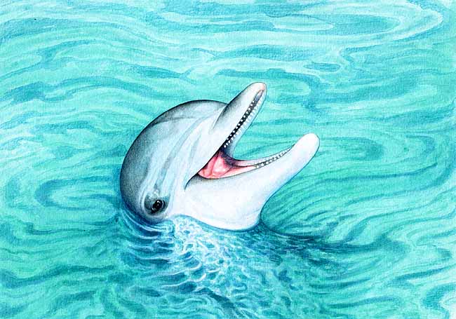 En esta imagen se ve un delf&iacute;n con su cuerpo dentro del agua y su cabeza sobresale , tiene el hocico abierto se ven sus dientes.