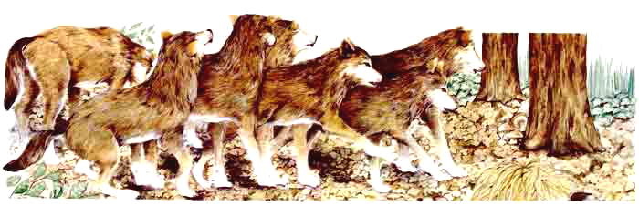 Aqu&iacute; se ve un grupo de lobos. Muchos habitan en el centro y norte de M&eacute;xico.