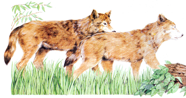 Aqu&iacute; vemos una pareja de lobos. Cuando comienza a aullar, es porque est&aacute; cerca su periodo de celo. Los aullidos son para encontrarse.