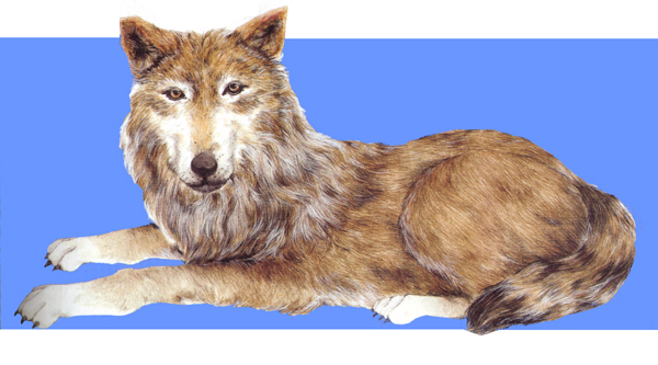 Esta es una loba. Es m&aacute;s peque&ntilde;a. Su pelo al igual que el del macho es de color gris con negro o marr&oacute;n y en la cabeza y cola es muy abundante.