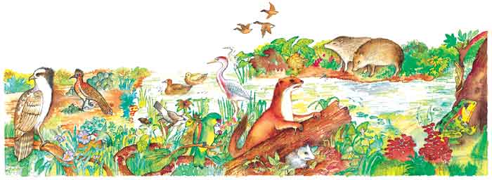 En esta imagen vemos guacamayas, garzas, patos, colibríes, cenzontles. Hay también tapires, sapos, una nutria.