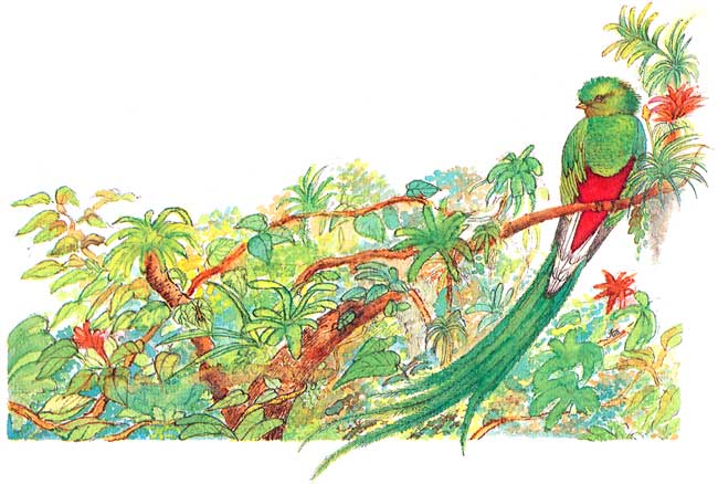 En esta imagen vemos un quetzal en un bosque con mucha vegetación.