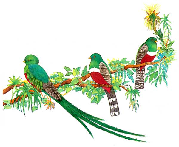 En esta imagen vemos al quetzal con otras dos aves llamadas el trogón mexicano y el trogón de collar.