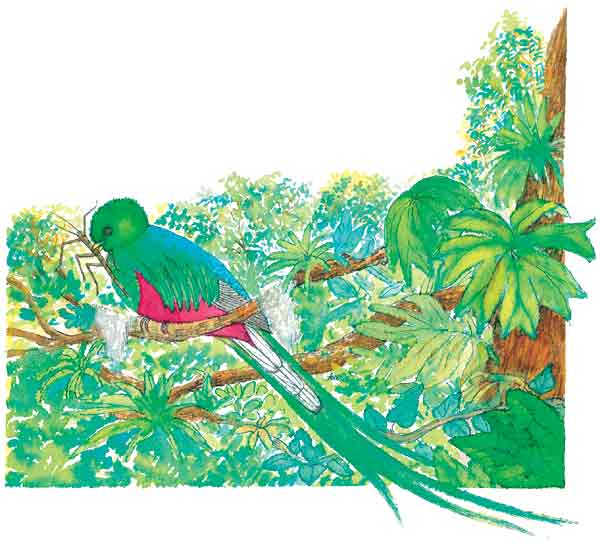 Aquí vemos un quetzal comiendo un insecto, también se alimenta de los frutos de árboles como el laurel, mora y aguacates.