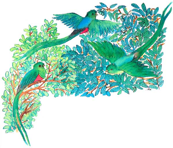 En esta imagen se ven varios quetzales comiendo tepeaguacates que son una especie de aguacates silvestres. Se paran en la rama y se lanzan por el aguacate en el vuelo.
