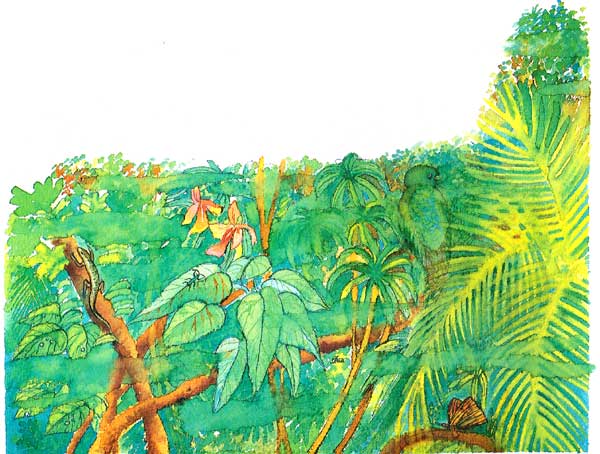En esta imagen se ve mucha vegetación, no se distinguen los quetzales debido al color de sus plumas brillantes que se confunden con las hojas siempre húmedas.