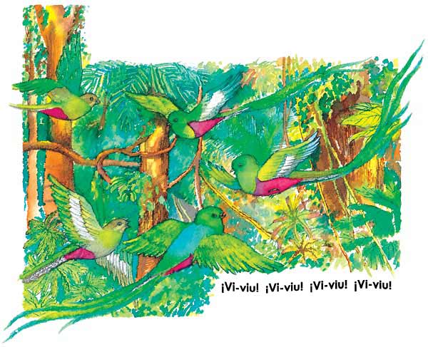 En esta imagen vemos a varios quetzales, su plumaje es hermoso y colorido. De febrero a junio se pasan cantando hembras y machos porque es la época en que se preparan para tener a sus crías.